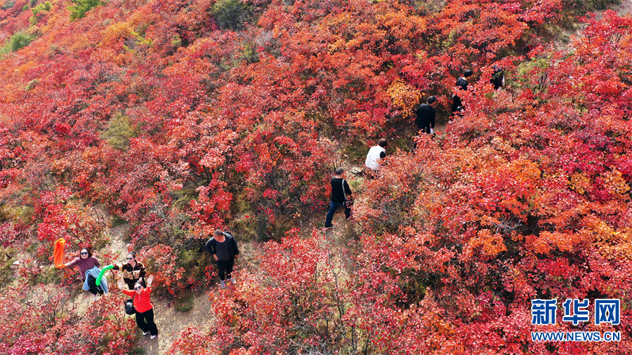 河南许昌：秋色绚烂红叶谷