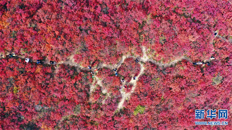 河南许昌：秋色绚烂红叶谷