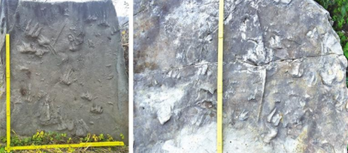 【中首 陕西  图】陕北发现重要恐龙足迹化石_fororder_QQ图片20211102085318