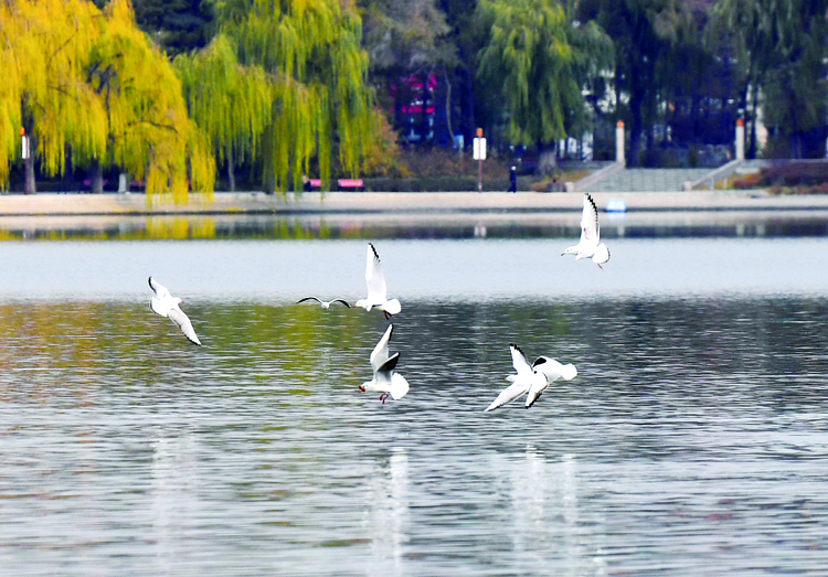 长春南湖公园水面上引来上百只红嘴鸥畅游