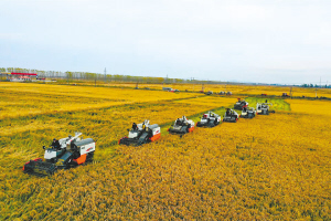 科技强农 筑牢冰城“大粮仓”