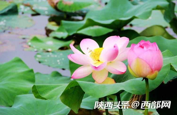 荷花相依相偎.