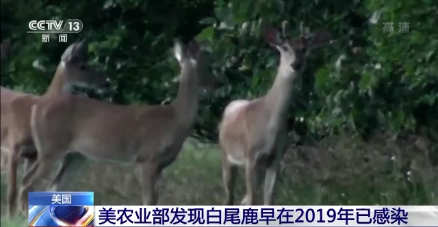 美研究人员:新冠病毒在白尾鹿间爆炸式传播