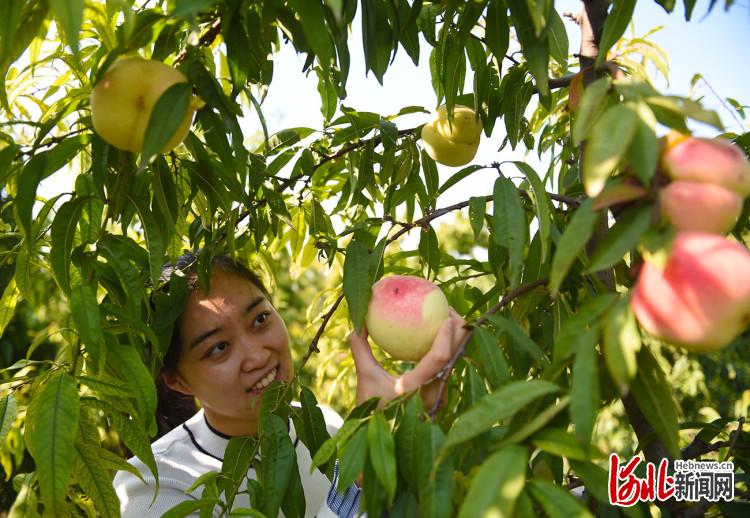 河北南和：特色种植助增收