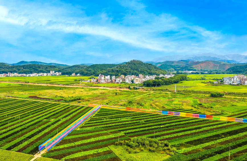 广西梧州：斑斓“五彩稻” 粮景“双丰收”