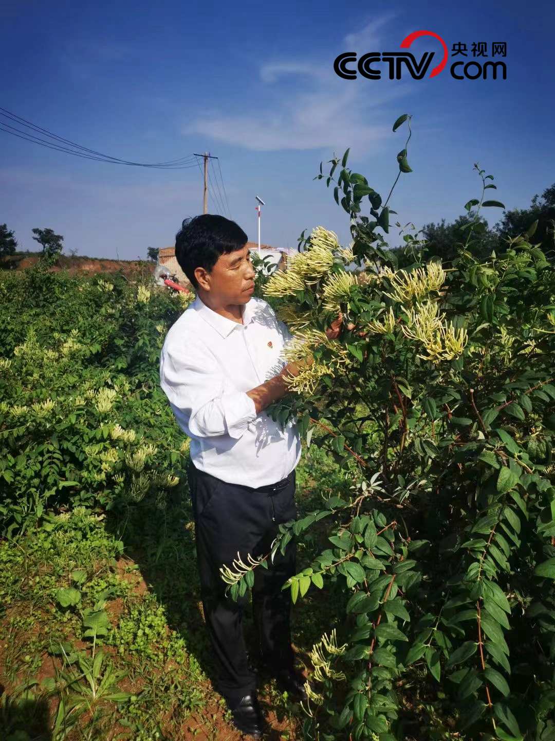 壁纸 成片种植 风景 植物 种植基地 桌面 1080_1440 竖版 竖屏 手机