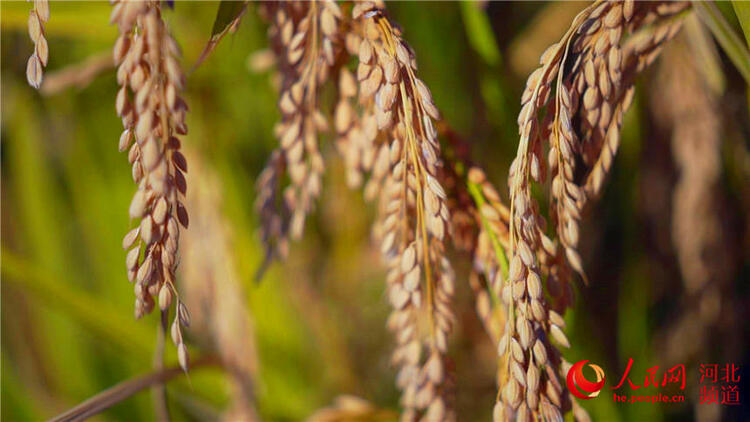 河北涿州：万亩水稻 喜获丰收