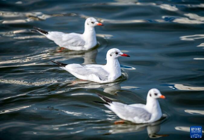 鸥翔春城舞蹁跹 鸥翔春城舞蹁跹_fororder_新6