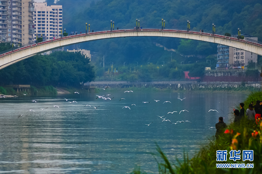 【城市远洋带图】綦江：红嘴鸥到访綦河畔 扮靓城市风景线
