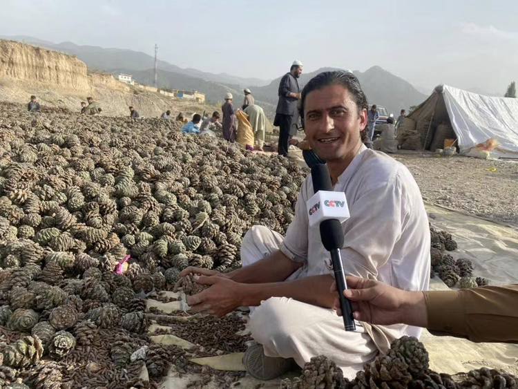 总台带货卖空12万罐阿富汗松子！网友评论太动人