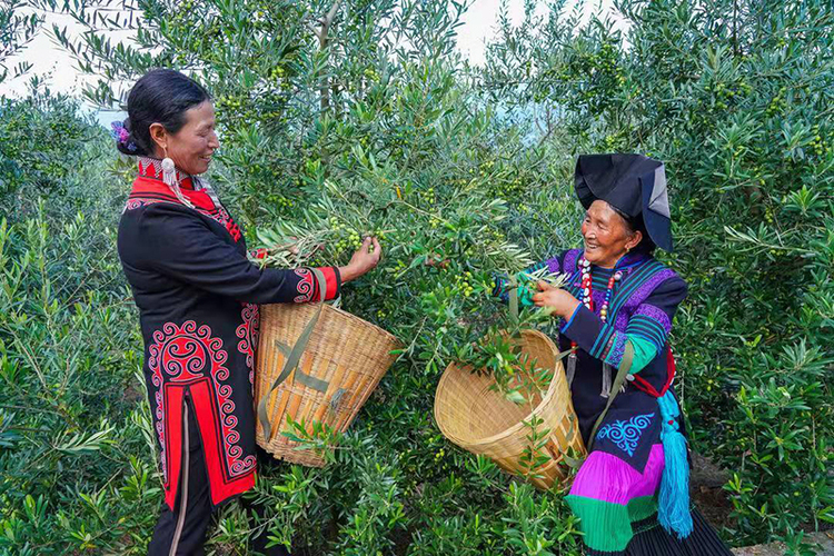 收获的季节 丰收的凉山（组图）_fororder_村民采摘油橄榄-摄影-胡小平