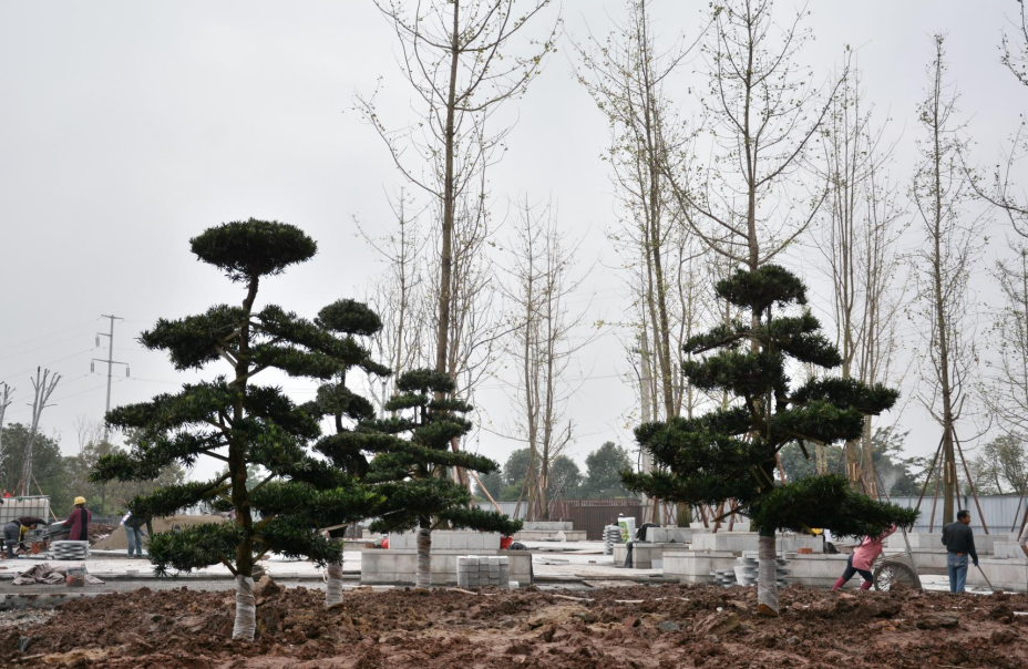 (转载)自贡:城市绿量不断提升 荣县市容环境不断改善