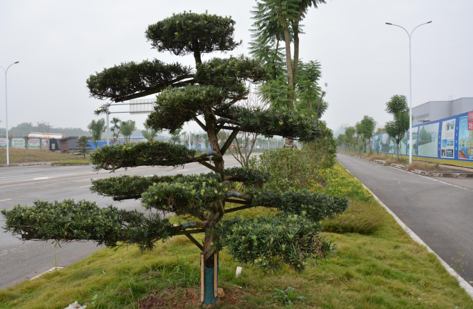 (转载)自贡:城市绿量不断提升 荣县市容环境不断改善