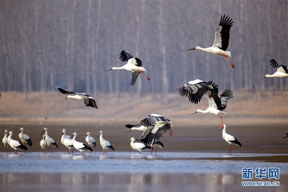 山东郯城:东方白鹳“做客”沂河