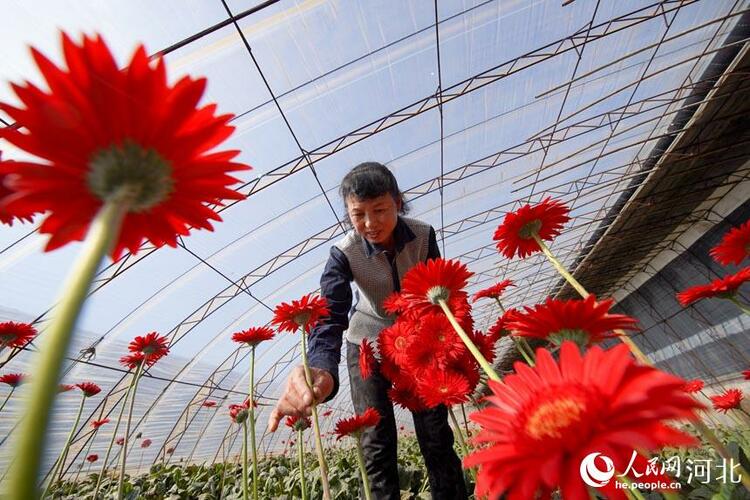 河北唐山：鲜切花产业助力乡村振兴