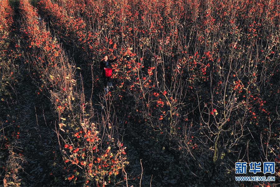 平顶山鲁山：火红的柿子挂枝头
