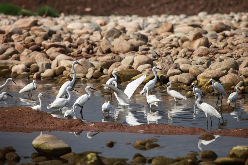 丹江湿地自然保护区迎来“稀客”