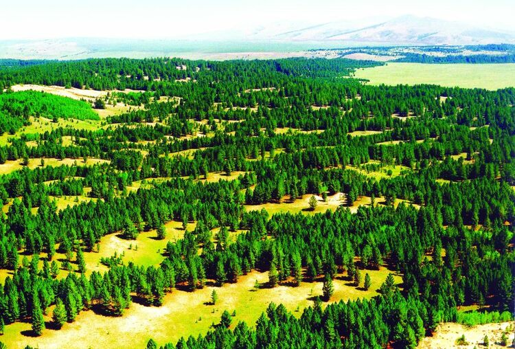 内蒙古实施大兴安岭森林带生态保护和修复工程_fororder_XxjdzbC007023_20211110_CBMFN0A002