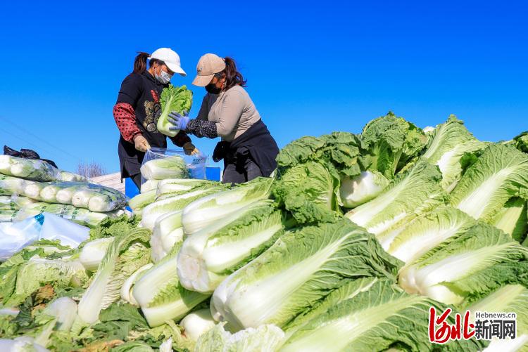 河北滦南：时令蔬菜供市场