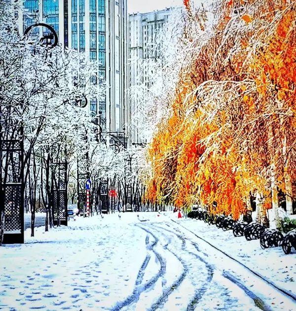 六问哈尔滨“冰树”