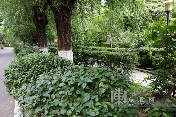 哈尔滨“打理”城市绿篱草坪 园林植被十天一“剪发”