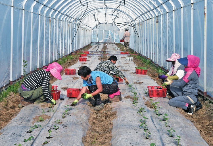 迈向小康新征程——来自吉林靖宇脱贫攻坚一线的报道