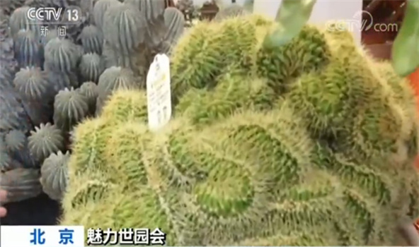 魅力世园会：中国馆大规模换展 珍稀植物亮相