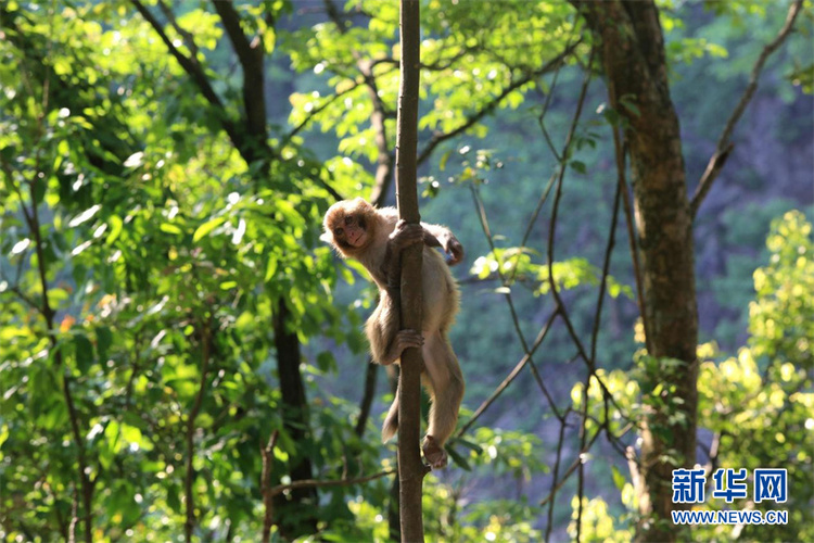 广西：“以猴养人”小山村走上生态致富路