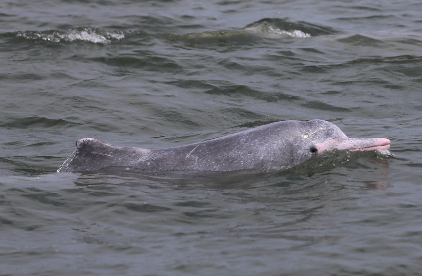 广西钦州：中华白海豚家族“新丁”亮相
