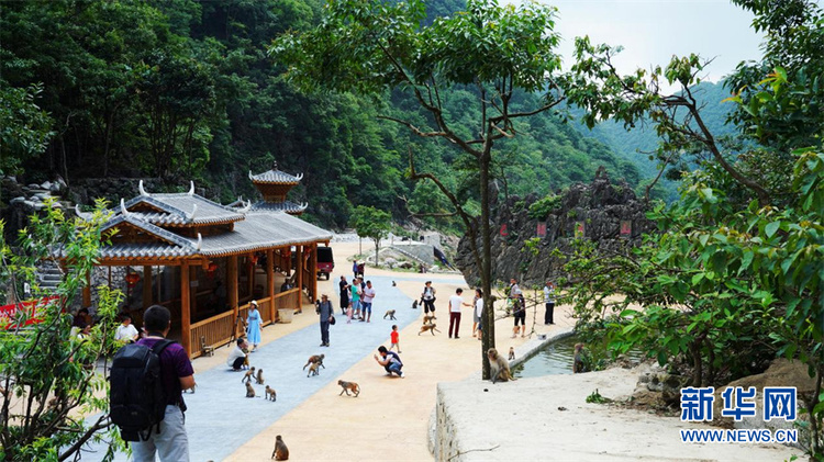 广西:“以猴养人”小山村走上生态致富路