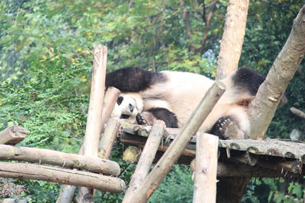 成都大熊猫晒太阳 慵懒萌态尽显