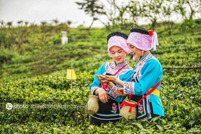 图片默认标题 图片默认标题_fororder_布依族美女采茶忙