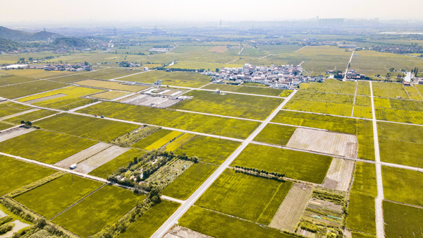 【原创 宁波合作稿 推城市频道】宁波市九龙湖镇探索立体种养+农旅融合模式 【原创 宁波合作稿 推城市频道】宁波市九龙湖镇探索立体种养+农旅融合模式_fororder_九龙湖因地制宜提升农田附加值。岑思懿 摄