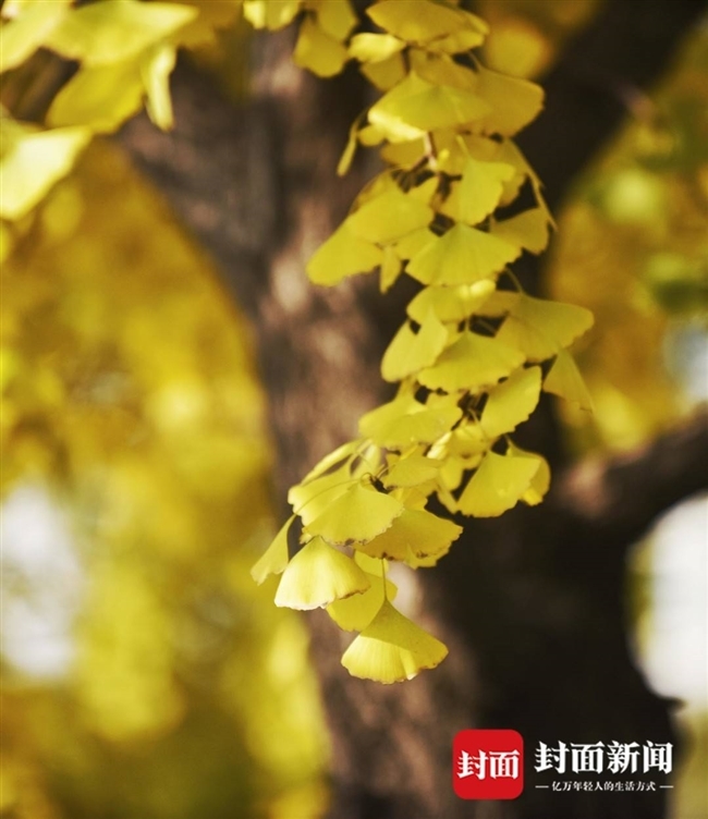 （中首）阳光下的银杏树一片金黄 成都锦里中路成了“网红”拍摄基地