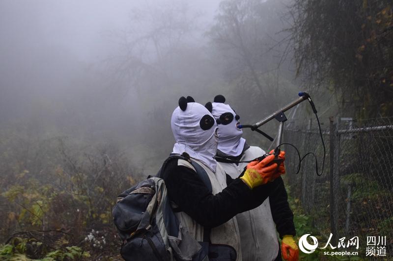大熊猫保护研究中心成功诱捕即将放归的大熊猫“八喜”、“映雪”