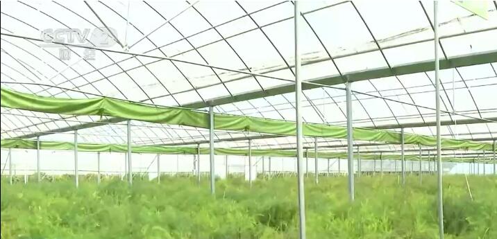 乡村振兴看一线 | 江苏涟水:推广反季节芦笋种植 助力农民增收