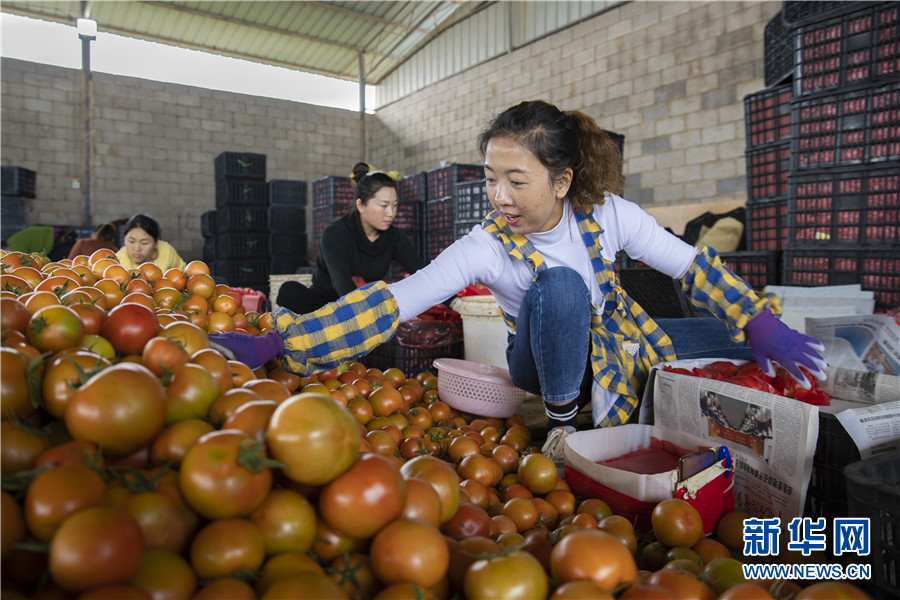 云南蒙自大棚西红柿喜获丰收 云南蒙自大棚西红柿喜获丰收