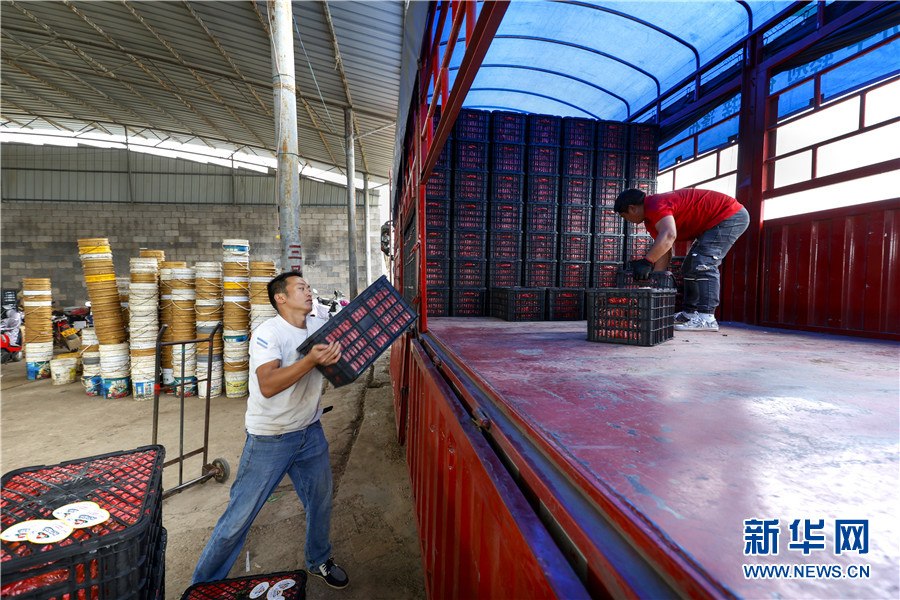 云南蒙自大棚西红柿喜获丰收 云南蒙自大棚西红柿喜获丰收