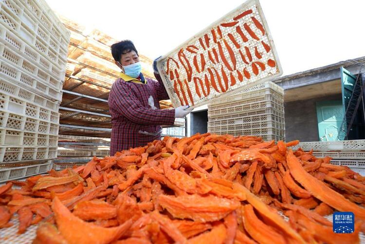河北行唐：发展“红薯经济” 助力农民增收