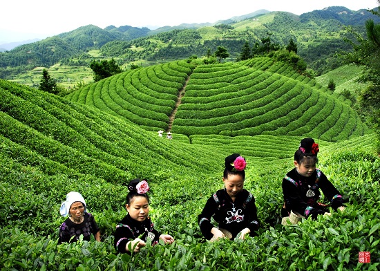 （黔茶贵水）一场论坛，一封贺信，引爆茶界： 世界茶的源头在贵州！