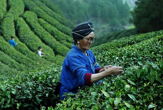 （黔茶贵水）一场论坛，一封贺信，引爆茶界： 世界茶的源头在贵州！