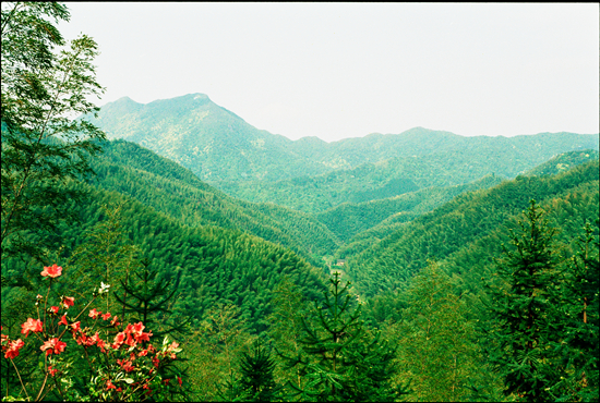 媒体聚焦 初冬时节的崇义县阳明山国家森林公园内,10万亩竹海绿海