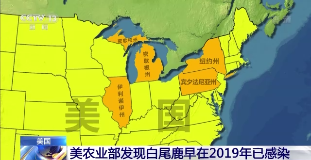 美研究人员:新冠病毒在白尾鹿间爆炸式传播