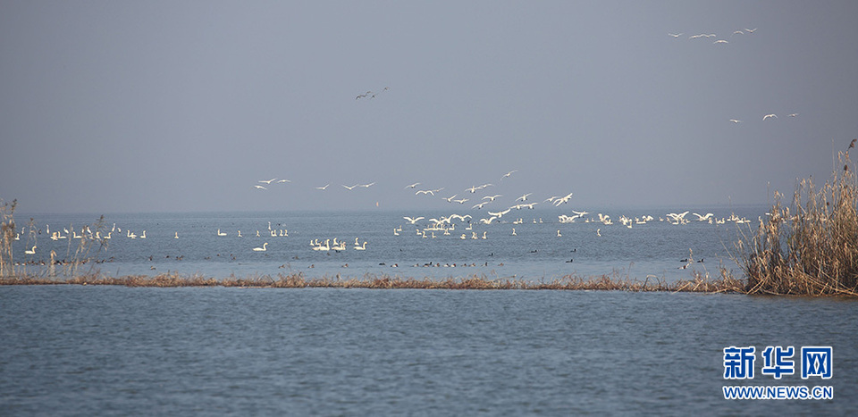 天鹅造访 千鸟翔集 梁子湖畔生态美
