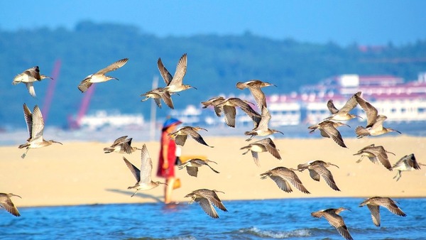 广西北海：越冬候鸟海面嬉戏