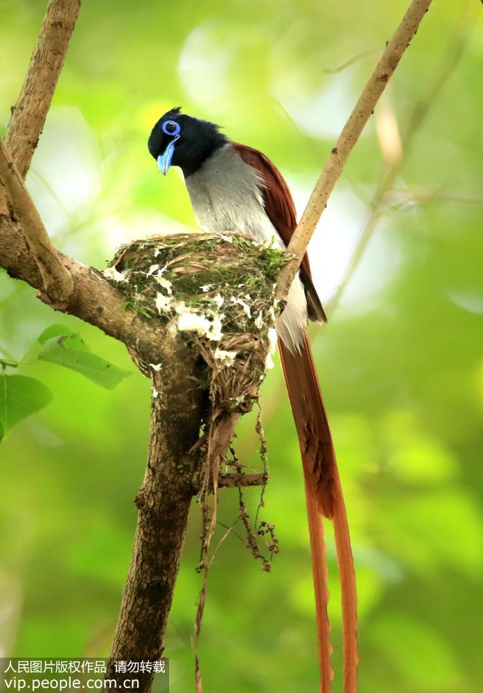 世界级濒危物种珍稀寿带鸟落户安徽黄山 世界级濒危物种珍稀寿带鸟落户安徽黄山