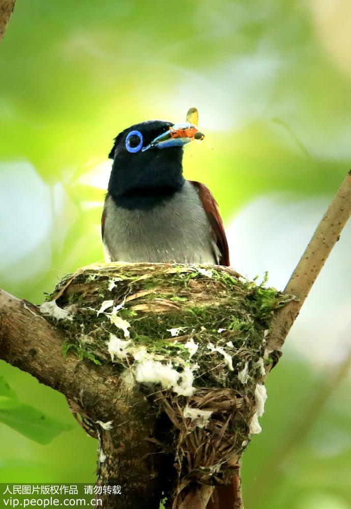 世界级濒危物种珍稀寿带鸟落户安徽黄山 世界级濒危物种珍稀寿带鸟落户安徽黄山