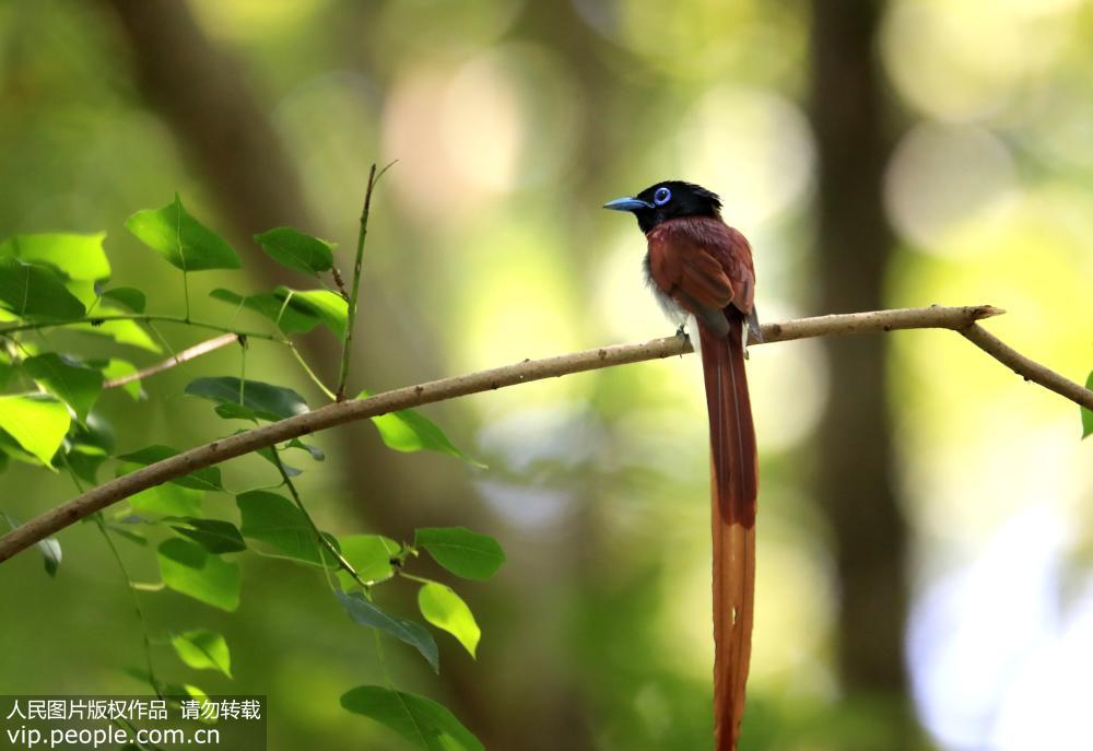 世界级濒危物种珍稀寿带鸟落户安徽黄山 世界级濒危物种珍稀寿带鸟落户安徽黄山