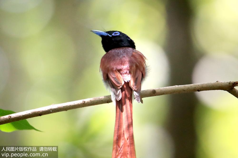 世界级濒危物种珍稀寿带鸟落户安徽黄山 世界级濒危物种珍稀寿带鸟落户安徽黄山