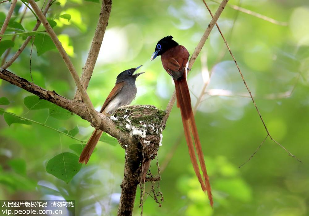 世界级濒危物种珍稀寿带鸟落户安徽黄山 世界级濒危物种珍稀寿带鸟落户安徽黄山